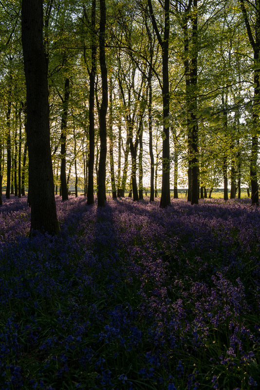 Trees shadows on a sea of purple blue bells at sunset in Dockey Wood, Ashridge Estate, Hertfordshire.