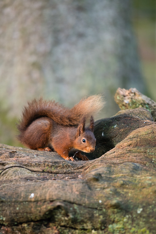 A Red Squirrel looking for food on top of a wood log.