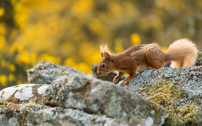A Red Squirrel making its way along the top of a stone wall with yellow flowering gorse bushes behind.