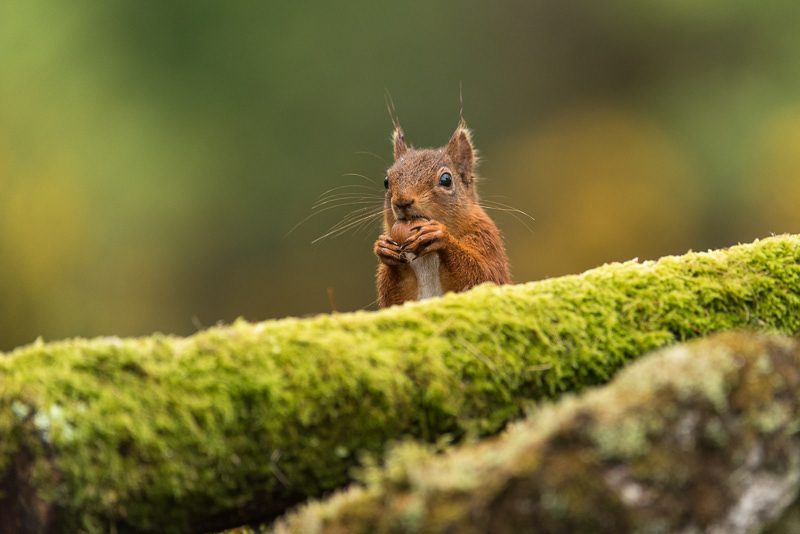 A Red Squirrel eating a hazelnut behind a moss covered log.