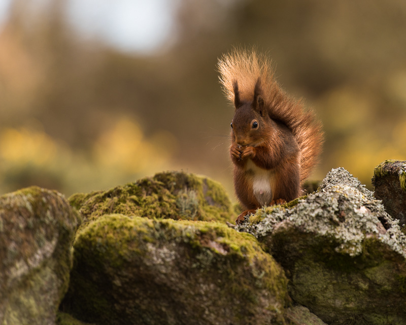 A Red Squirrel sitting on a moss covered stone wall against a background of golden brown colours.