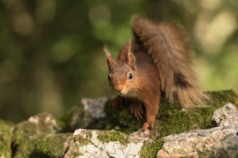 A Red Squirrel lit by sunlight with its tail curling over it's back.