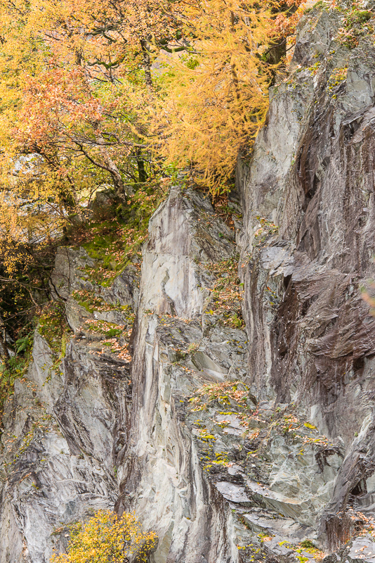 Autumn leaves fallen from trees above onto the grey slate sides of Hodge Close quarry in the Lake District. 