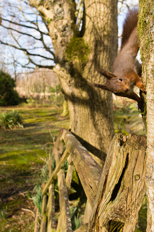 A Red Squirrel hanging onto the side of a tree with an old wooden gate below.