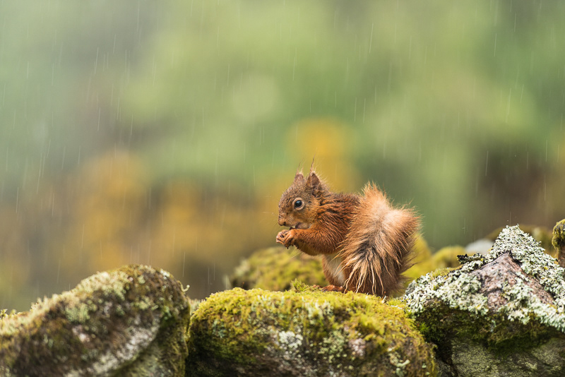 Heavy rain coming down whilst a Red Squirrel hunkers down on top of a moss covered stone wall.