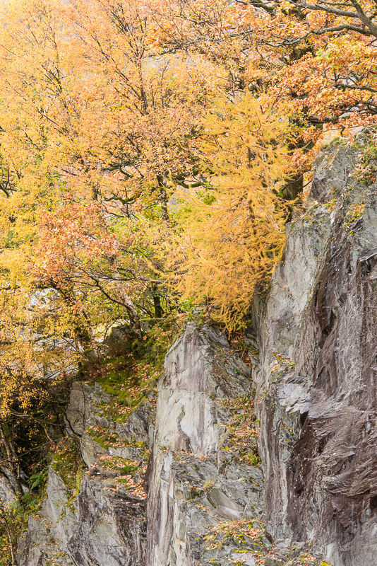 Trees in autumnal colours on the cliff edges of the grey slate quarry at Hodge Close quarry in the Lake District.