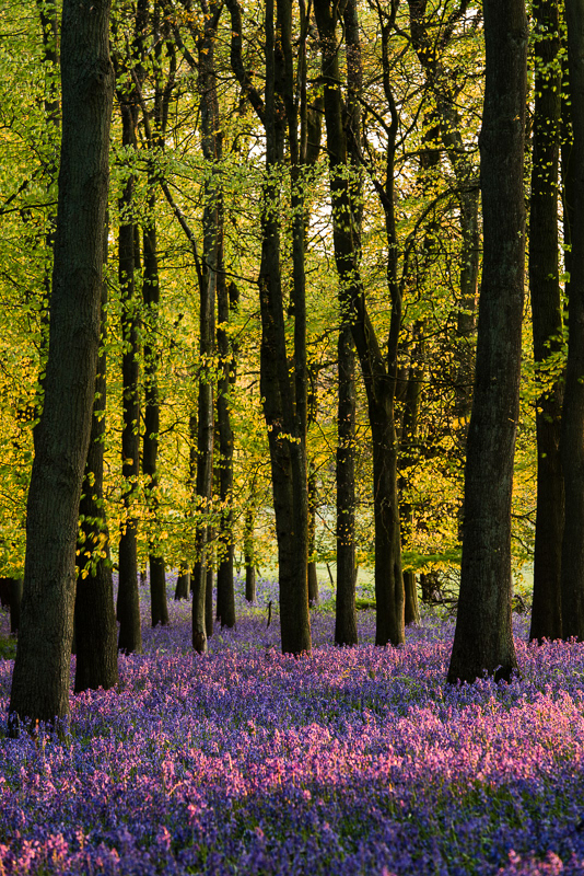 Bluebells carpeting the woodland floor with green leaf trees above in Dockey Wood, Hertfordshire.