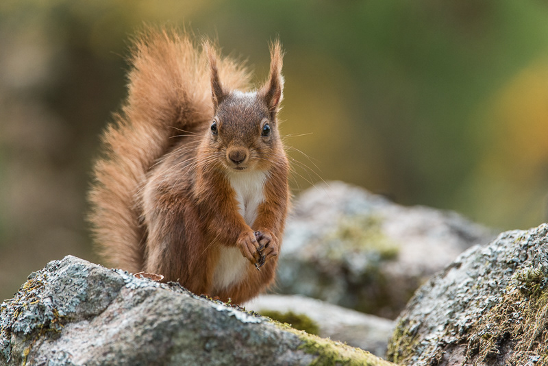 A close up of a Red Squirrel sitting on a stone wall.A close up of a Red Squirrel sitting on a stone wall with its front paws holding food.