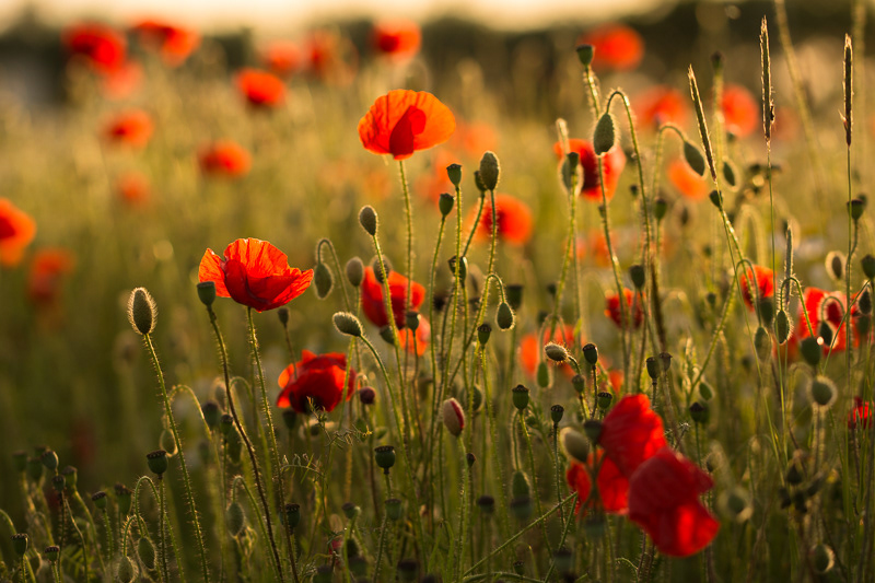 Red poppies backlit by the setting sun on a roadside verge in Bedfordshire.