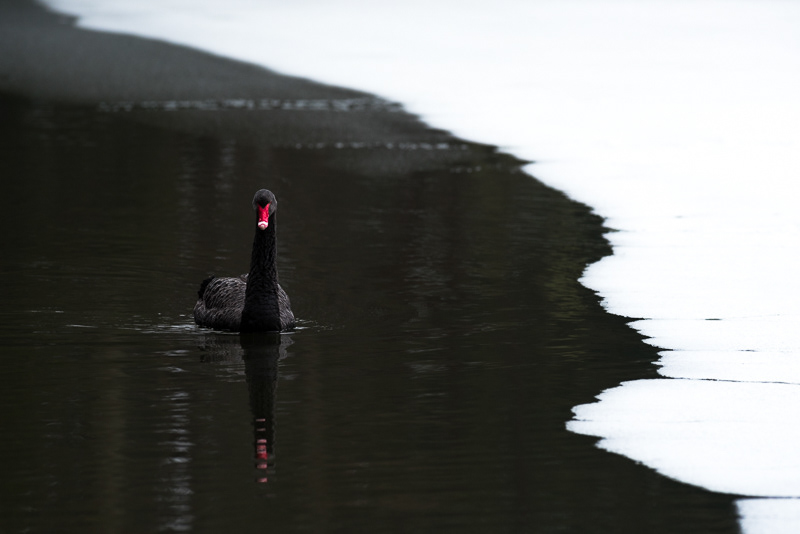 Black Swan swimming on partially frozen pond