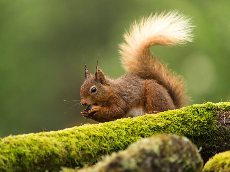 A Red Squirrel with a curly tail sitting behind a moss covered log.
