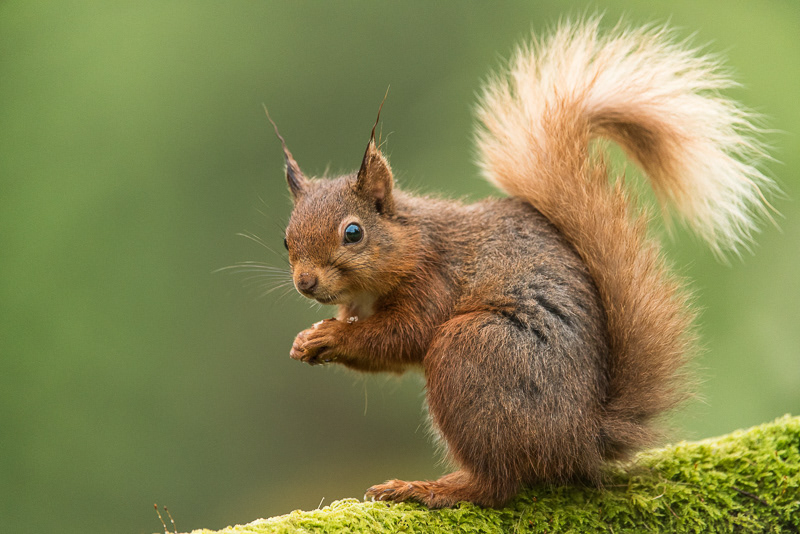 A close up of a Red Squirrel sitting on a moss covered log with its tail curled.