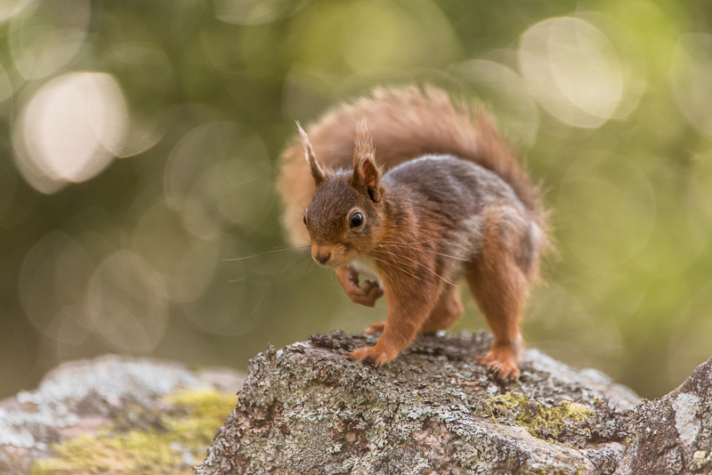 A Red Squirrel crouched on top of a stone with one paw raised.