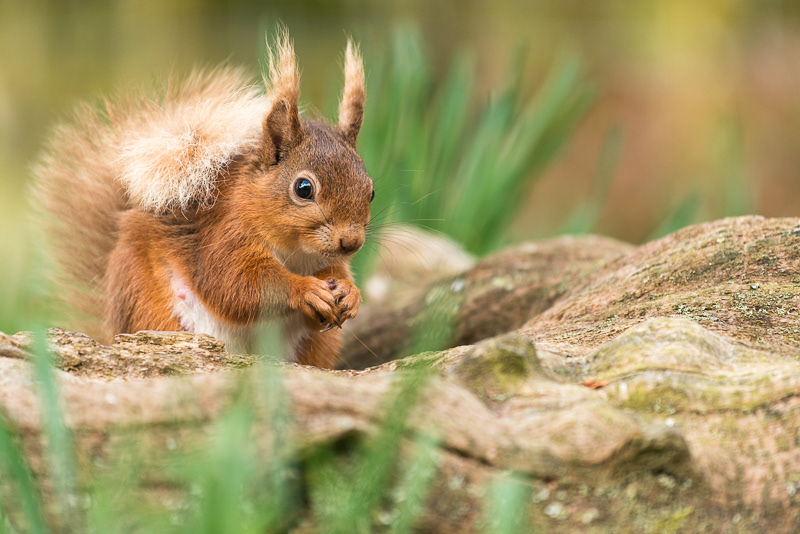 A Red Squirrel sitting in the hollow of a log with green plants in front and behind it.