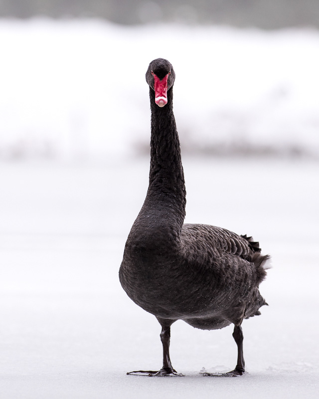 Black Swan portrait