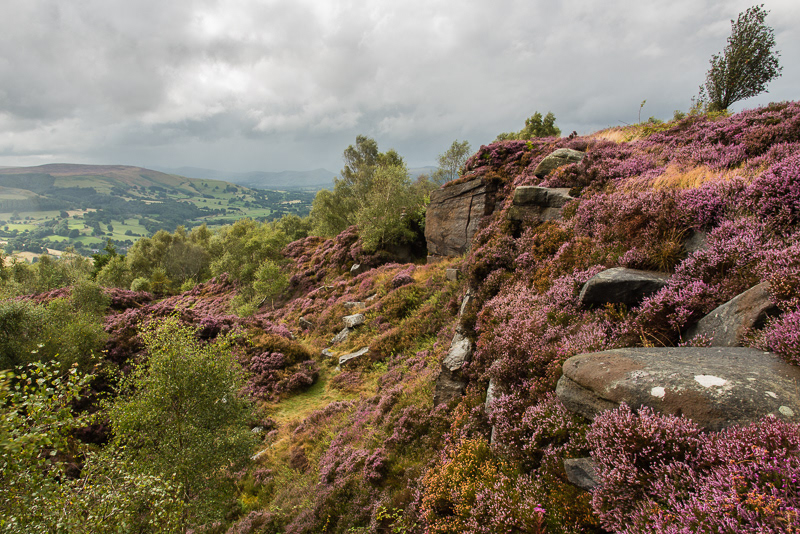 Purple heather on the cliff edge of Millstone Edge in the Peak District.