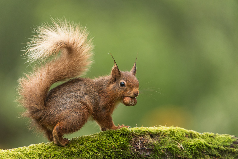 A Red Squirrel with a hazelnut in it's mouth on top of a moss covered log.