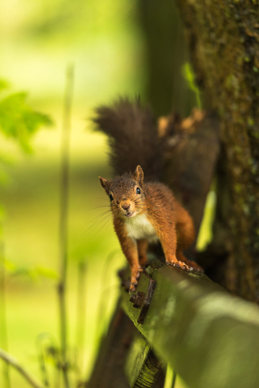 A Red Squirrel standing on top of an old wooden gate in the rain.