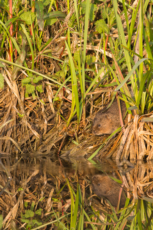 A Water Vole peering out of the reeds close to the water's edge with its reflection in the water.
