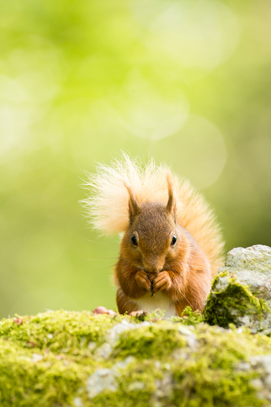 A portrait of a Red Squirrel sitting on top of a moss covered stone wall.