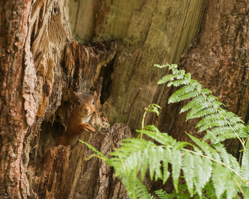 A Red Squirrel peering out of a hollow in the base of a tree with ferns close by.
