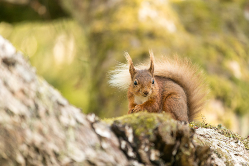 A Red Squirrel with its tail curled over its back sitting on top of a fallen tree.