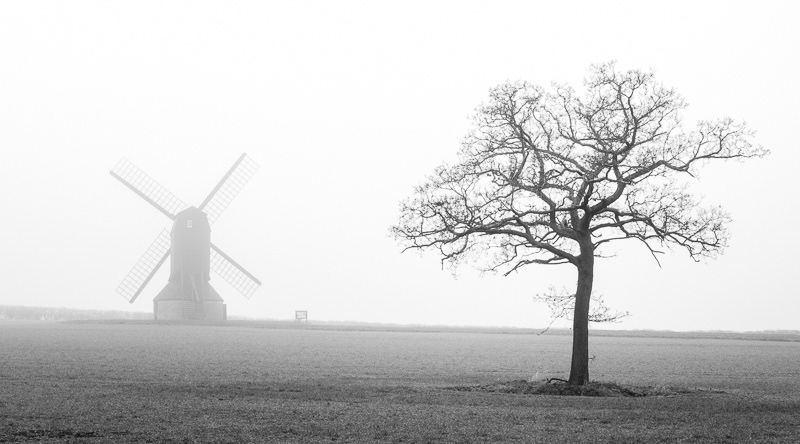 A lone tree in a field in mist with Stevington windmill in Bedfordshire.