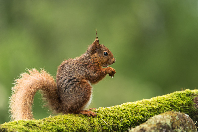 A moss covered log at the bottom of the image with a Red Squirrel sitting on top.