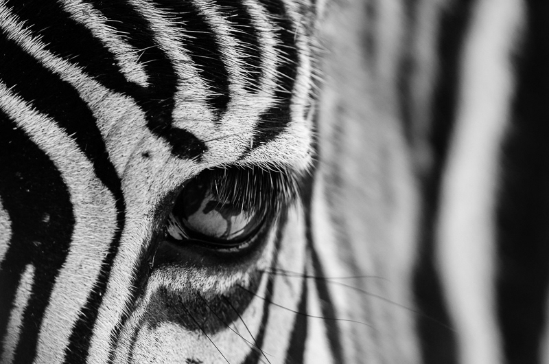 Eye of a Zebra close up