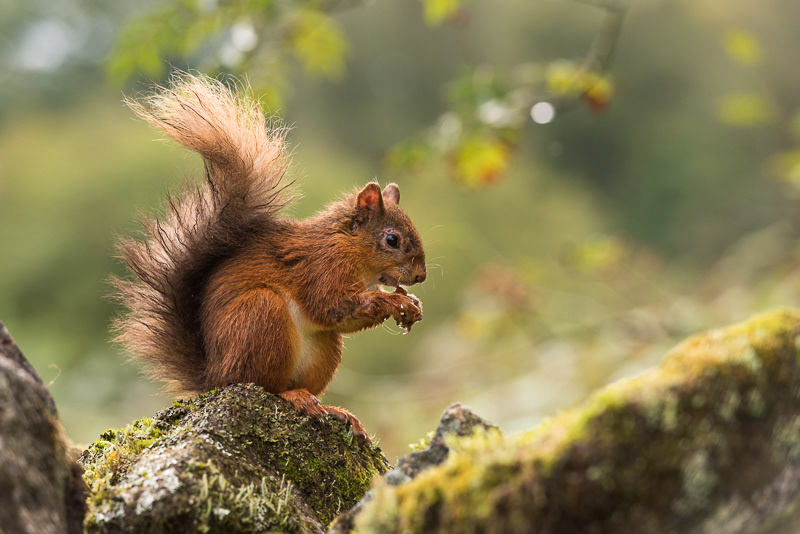 A Red Squirrel with signing of squirrelpox sitting on top of a stone wall..