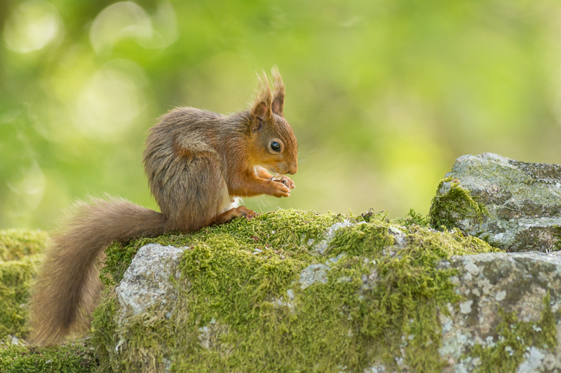 A Red Squirrel sitting on top of a moss covered stone wall in the Lake District.
