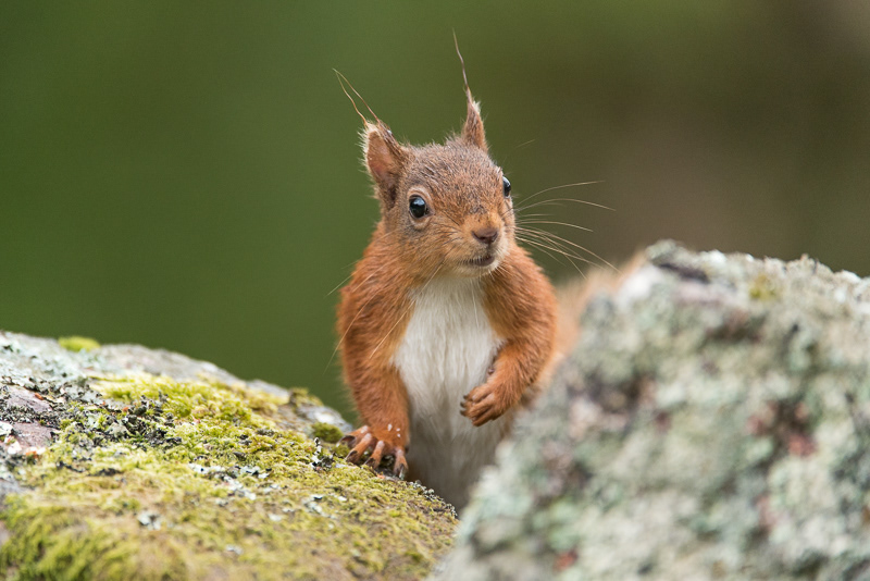 A close up of a Red Squirrel in between two wall stones.