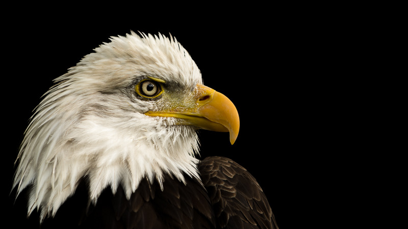Bald Eagle portrait on black