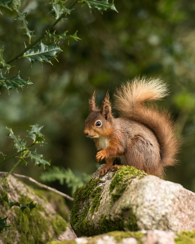 A Red squirrel on top a stone with a Holly bush in the background. 