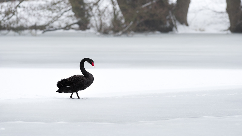 Black Swan walking across a frozen pond