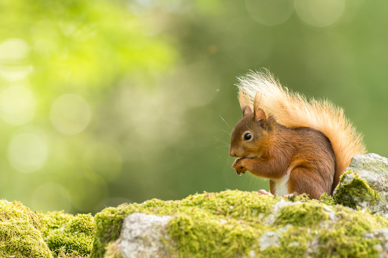 A Red Squirrel sitting eating on top of a moss covered stone wall in the garden of Forest How guest house in the Lake District.