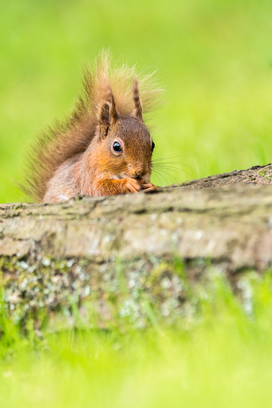 A Red Squirrel sitting behind a log eating.