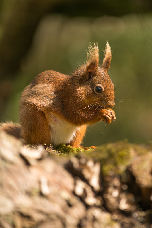 A close up of a Red squirrel eating.