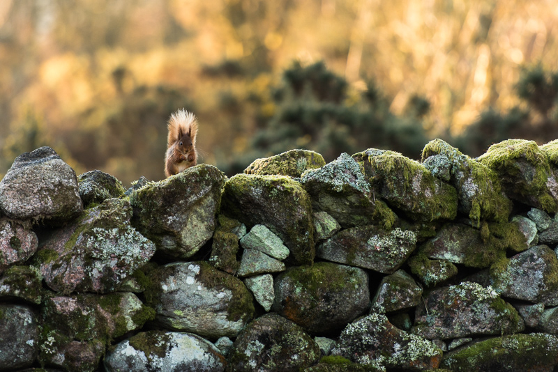 A Red Squirrel that looks small sitting on top of a larger moss covered stone wall.