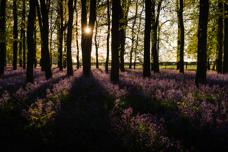The sun bursting through the trees with a carpet of purple bluebells covering the woodland floor of Long exposure of Dockey Wood, Hertfordshire. 