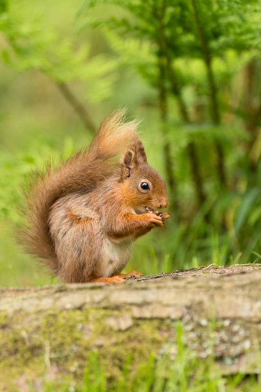 A Red Squirrel sitting on a log in front of ferns.