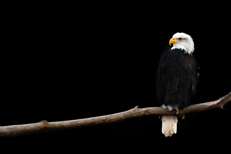 Perched Bald Eagle on black