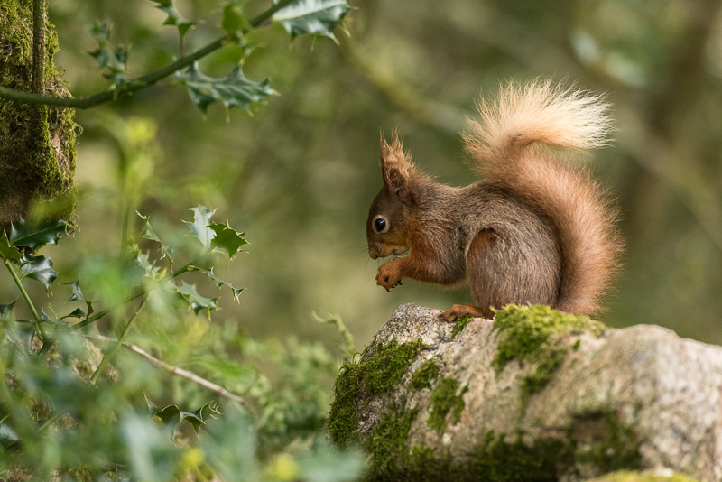 A Red Squirrel sitting next to a Holly bush.