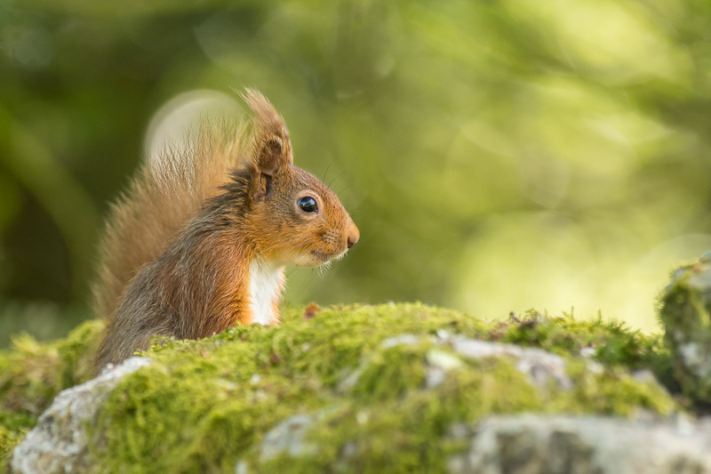 A Red Squirrel peering over the top of a moss covered stone wall in the Lake District.