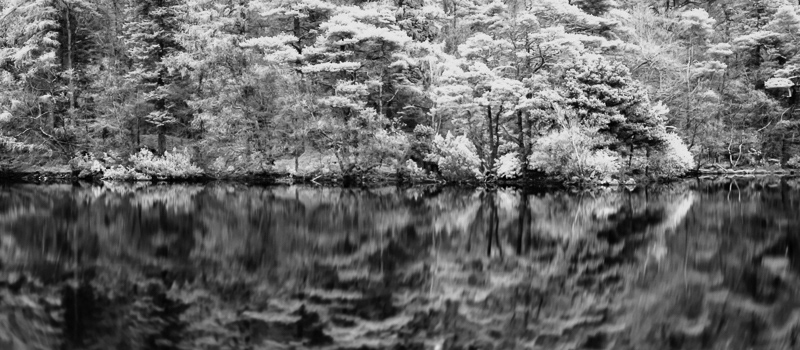Reflections of the bank side trees in the Lake at Tarn Hows, Lake District. 