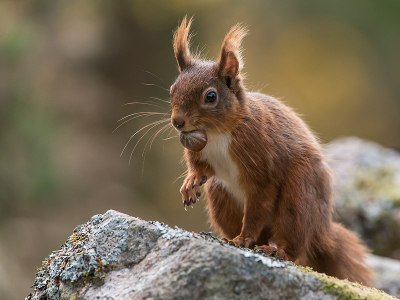 A Red Squirrel with a whole hazelnut in its mouth.