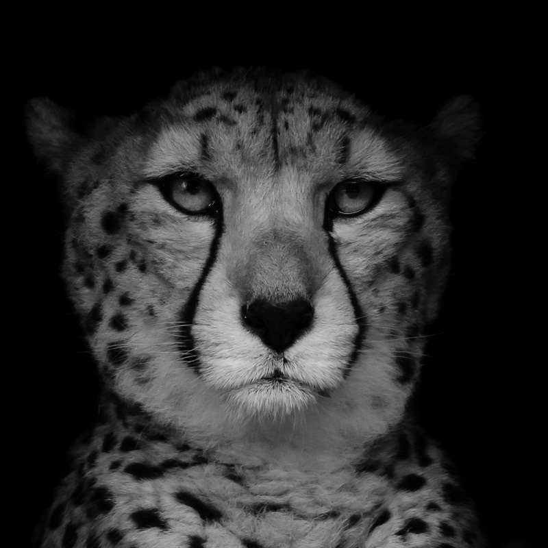 Cheetah on black
