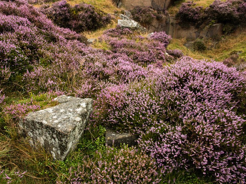 Purple heather amongst stones of the old quarry on Stanton Moor in the Peak District.