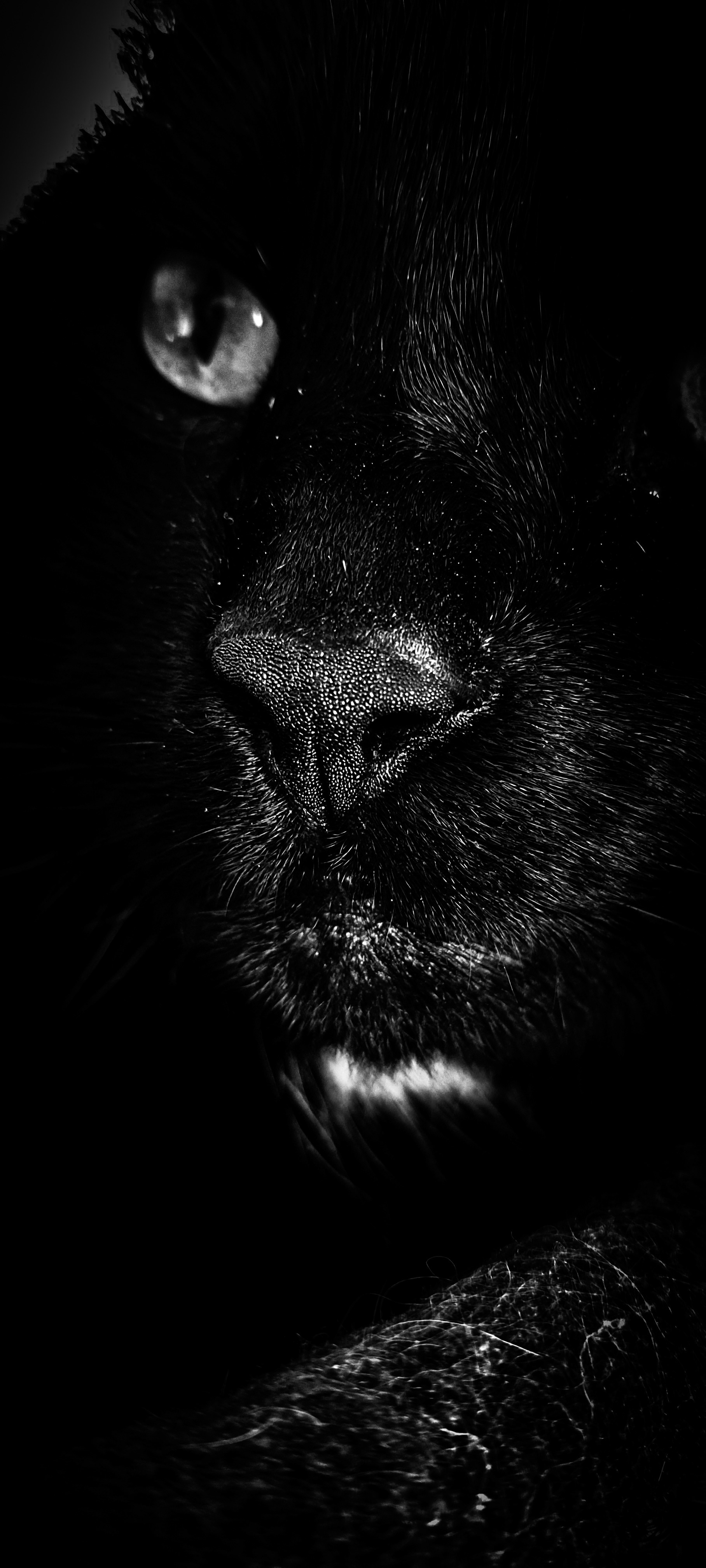 Des Unfugs Nase (by Rebecca Maifeld)