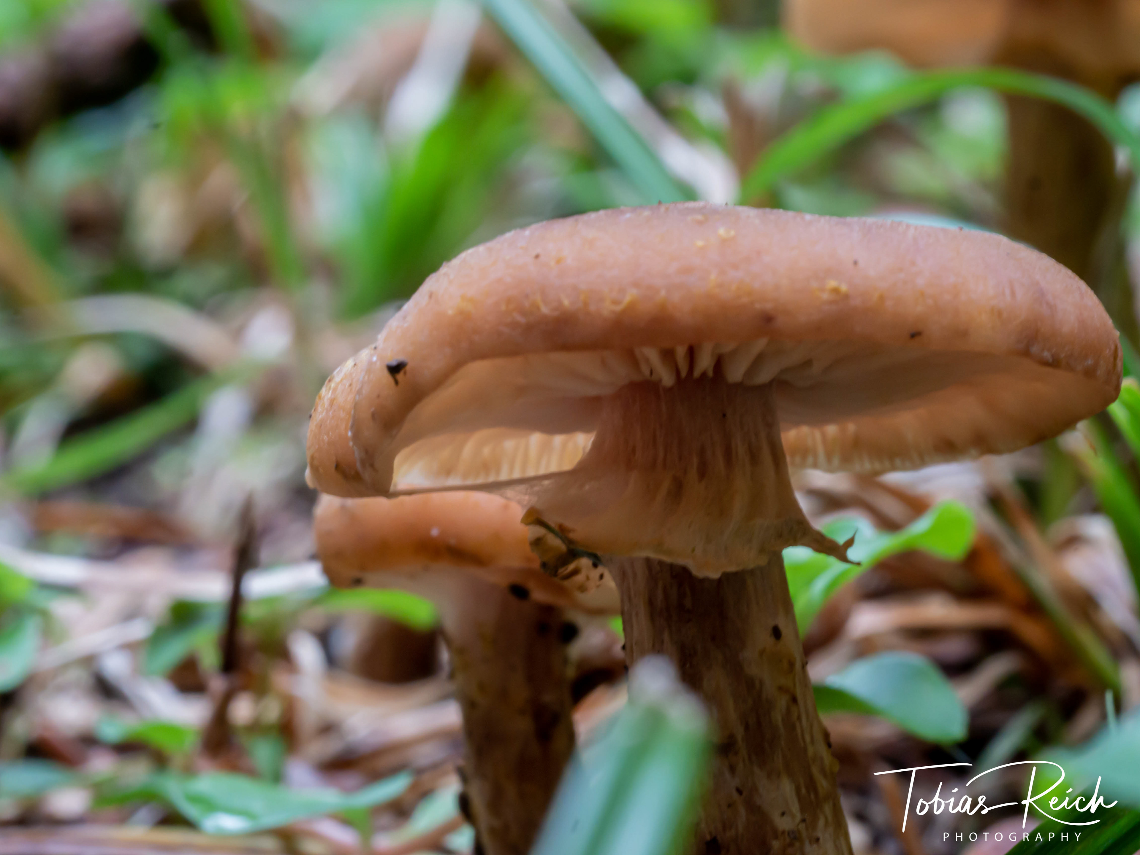 Pilz I